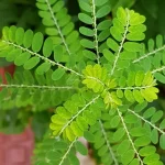 5 Herbal Tradisional untuk Menjaga Kesehatan Limpa