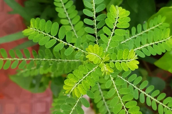 5 Herbal Tradisional untuk Menjaga Kesehatan Limpa