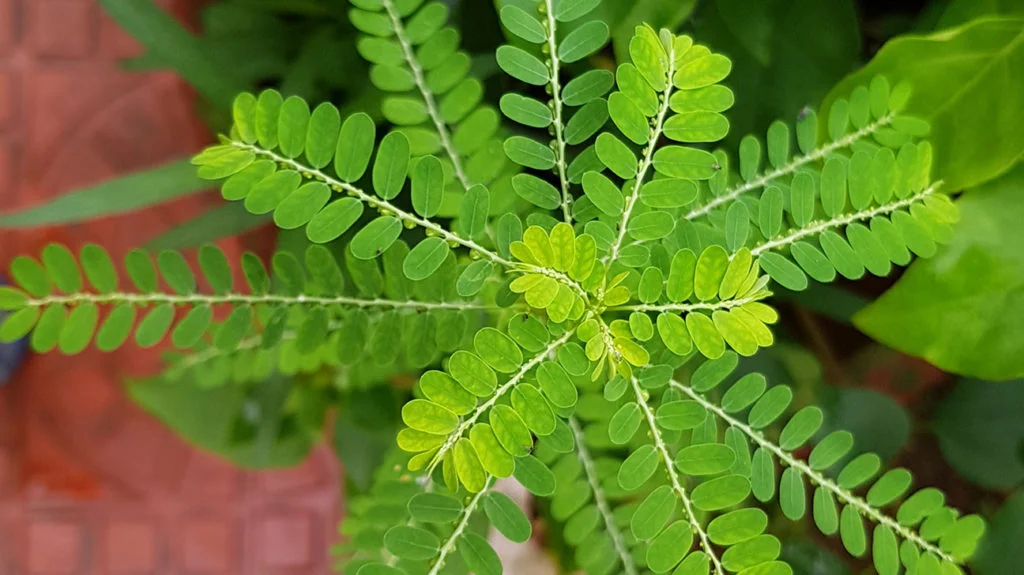 5 Herbal Tradisional untuk Menjaga Kesehatan Limpa